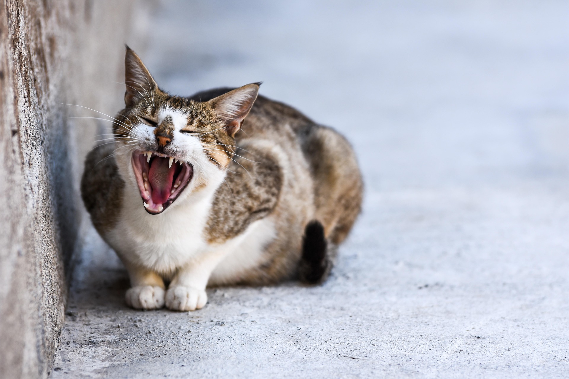 Cat 1