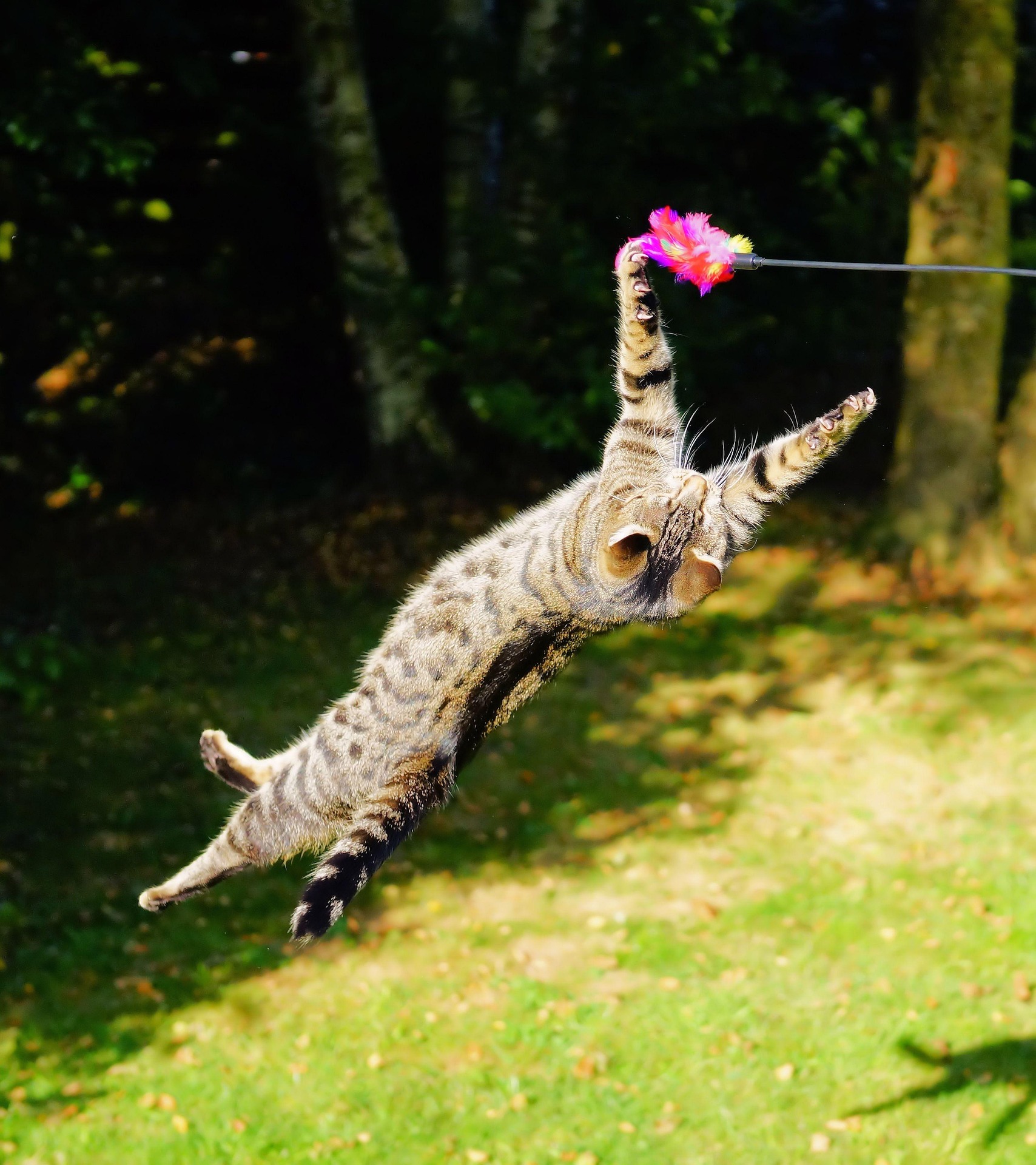 Cat 2