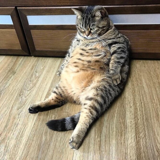 Cat 3
