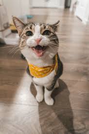 Cat 4